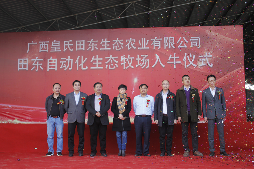皇氏田东自动化生态牧场入牛仪式圆满完成